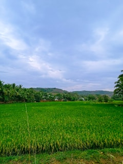 A lush green field of crops, possibly rice, extends across the foreground, bordered by a line of tall palm trees. In the background, rolling hills are visible under a sky filled with a mix of light and dark clouds.