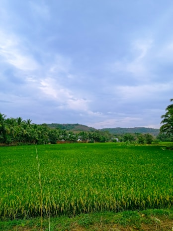 A lush green field of crops, possibly rice, extends across the foreground, bordered by a line of tall palm trees. In the background, rolling hills are visible under a sky filled with a mix of light and dark clouds.