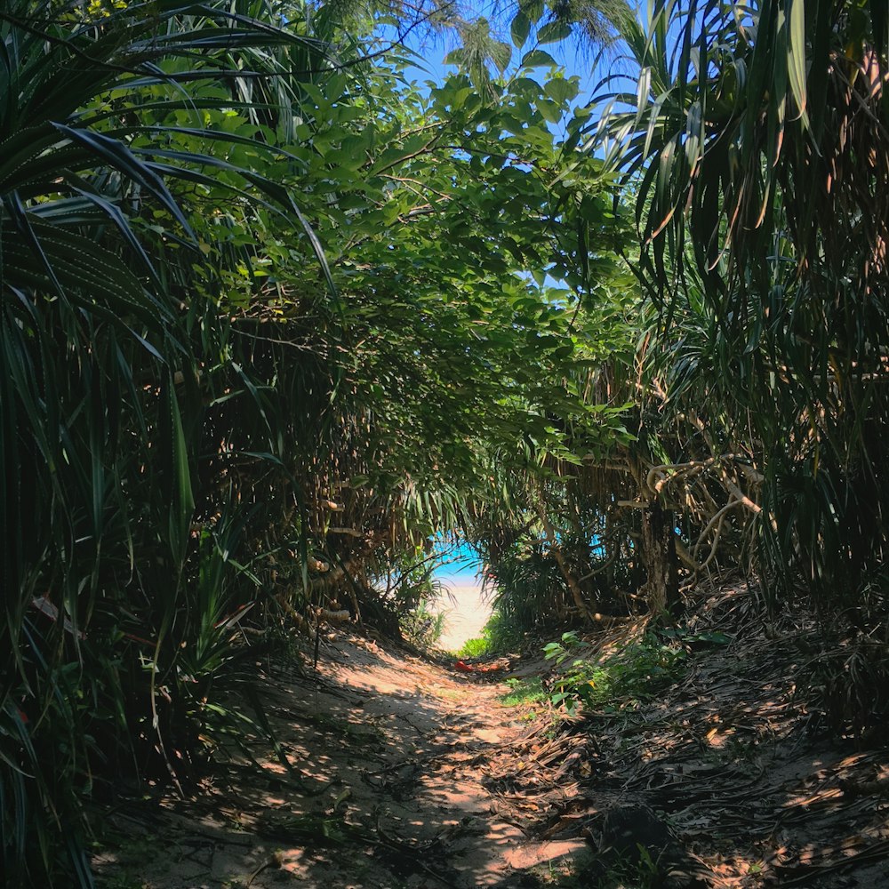 a dirt road surrounded by trees and water