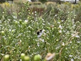 A lush pollinator garden blooming with native wildflowers and buzzing bees in an urban park.