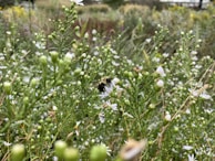A peaceful natural farm landscape with birds and bees buzzing around flowering plants.