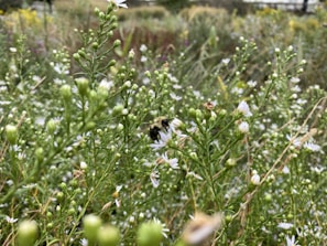 A group of volunteers planting wildflowers in an urban park to support local bee populations.
