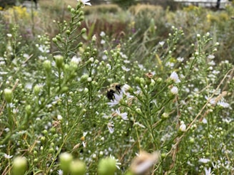 A vibrant patch of blooming wildflowers with bees buzzing gently nearby.