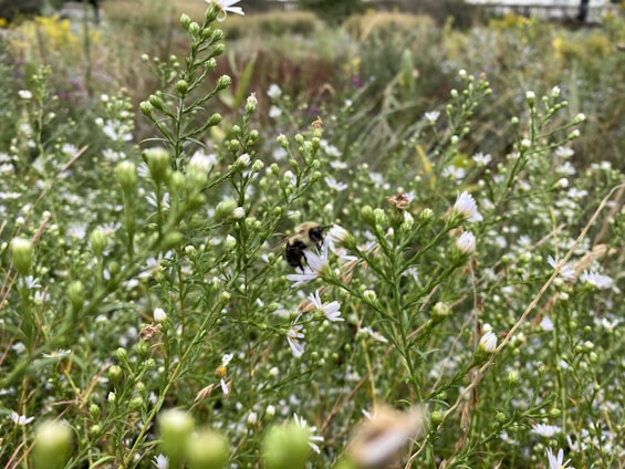 A close-up of a bee pollinating vibrant wildflowers in a sunlit meadow, symbolizing collaboration and nature.