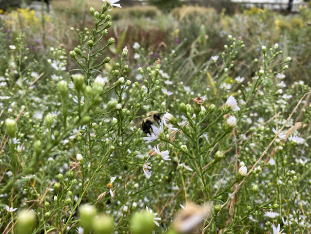 A vibrant field of blooming flowers where bees are actively pollinating.