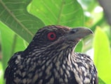 A close-up of a flame bowerbird perched among vibrant green foliage.