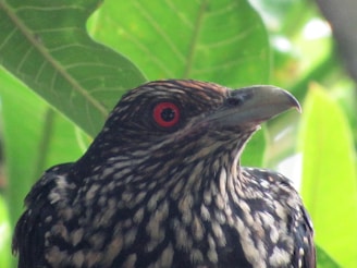 A close-up of a rare bird perched on a branch in Mabira Forest Reserve.