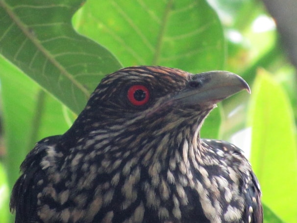 A close-up of a rare bird perched on a branch in Mabira Forest Reserve.