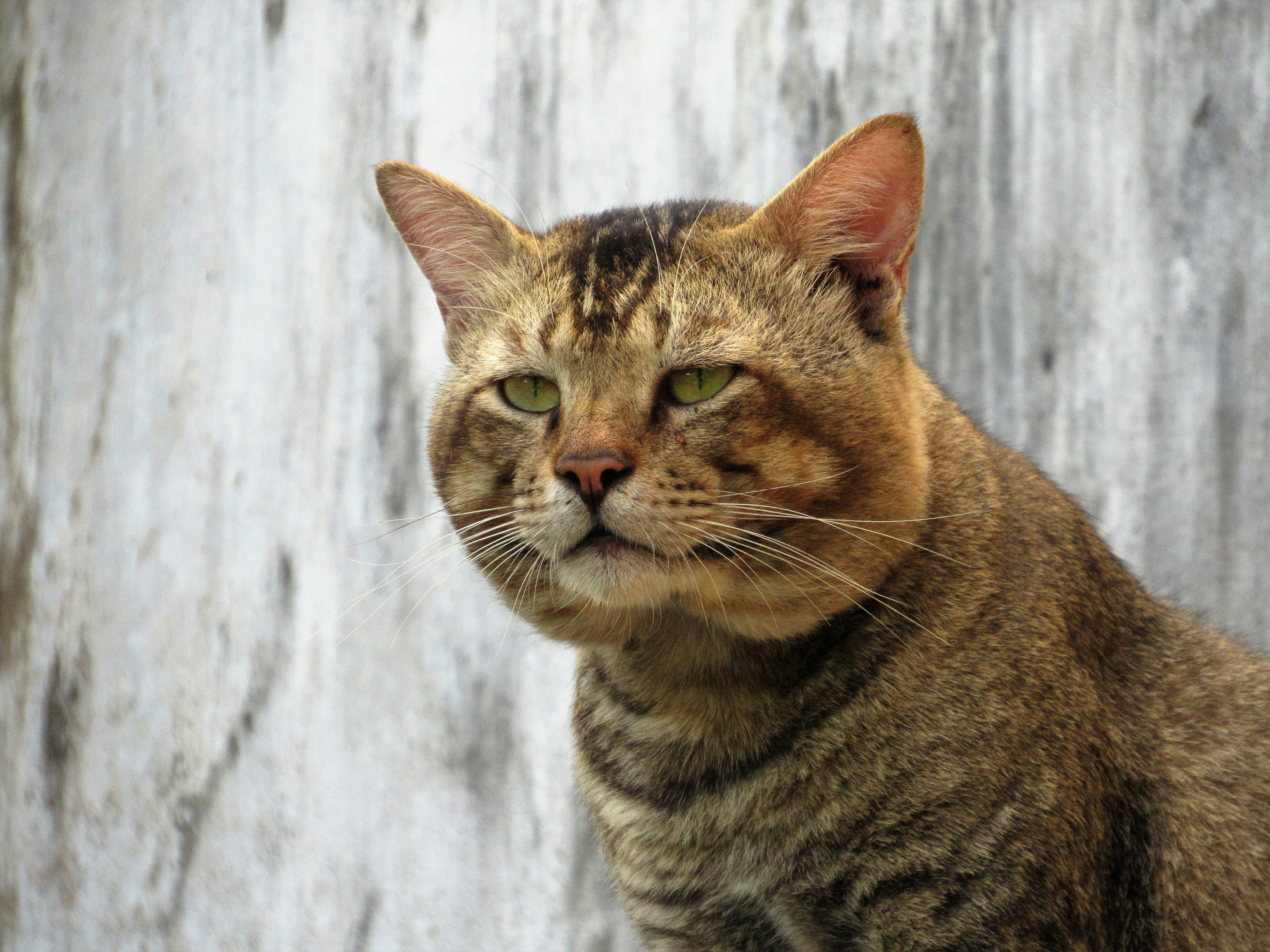 Photo by manoriekodi