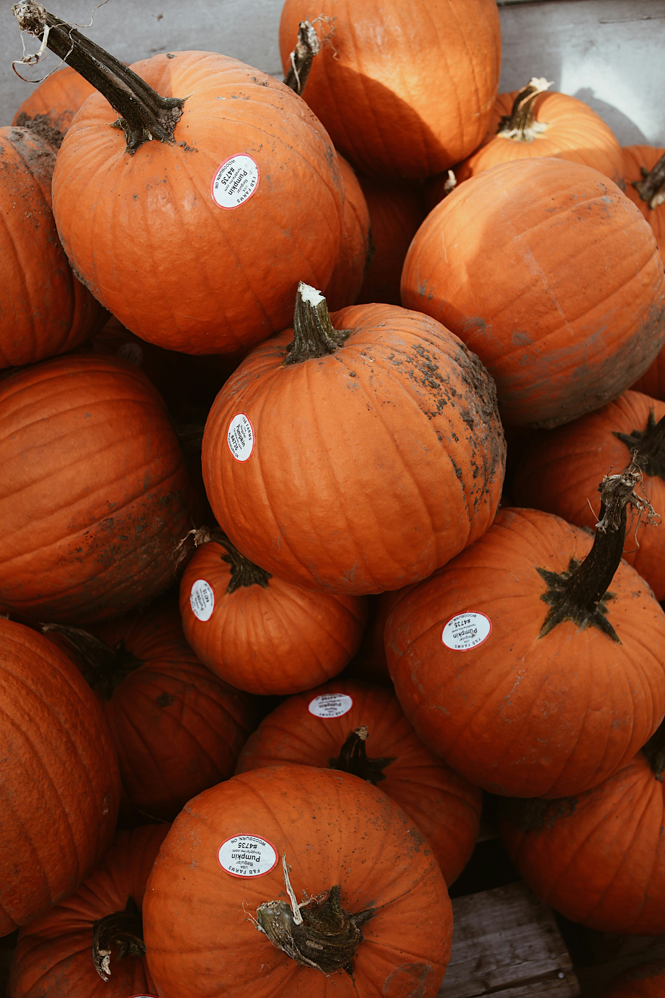 A pile of pumpkins sitting on top of each other photo – Free Food Image ...