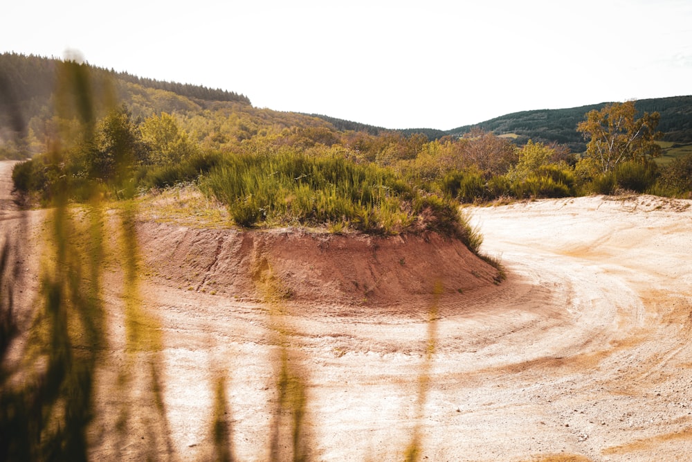 a dirt road in the middle of a forest