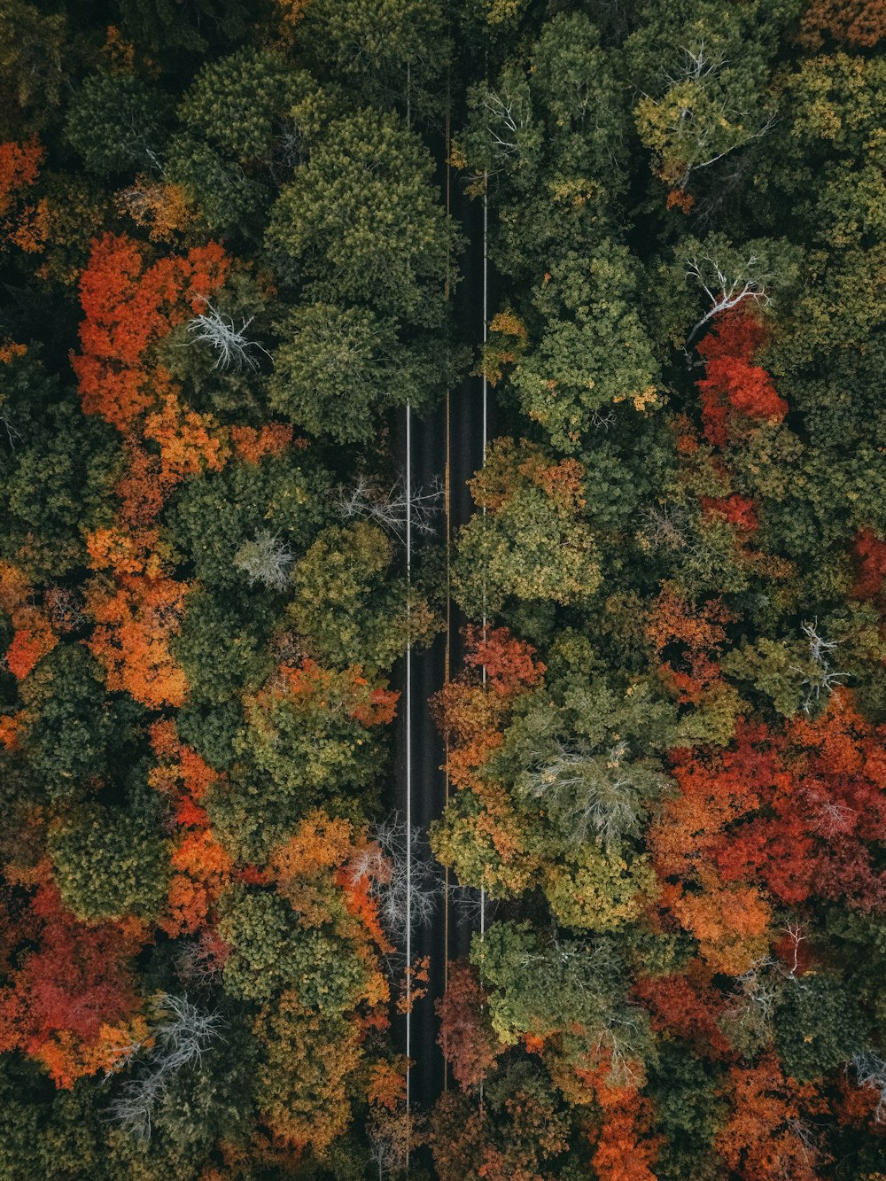 an aerial view of a road surrounded by trees