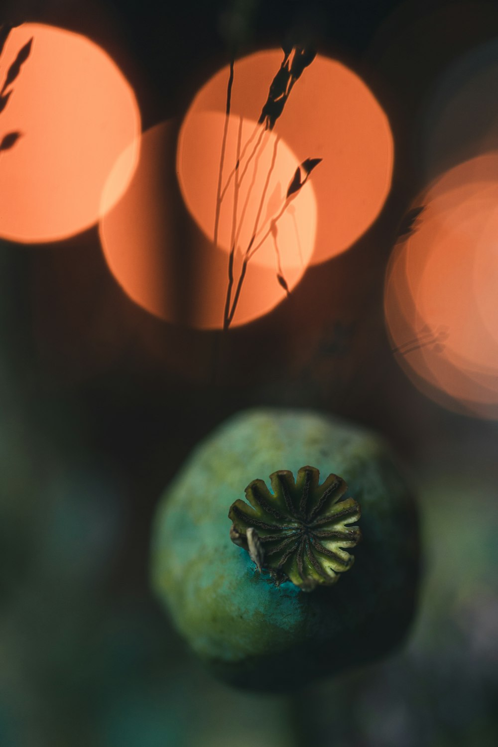 a blurry photo of a plant and some lights