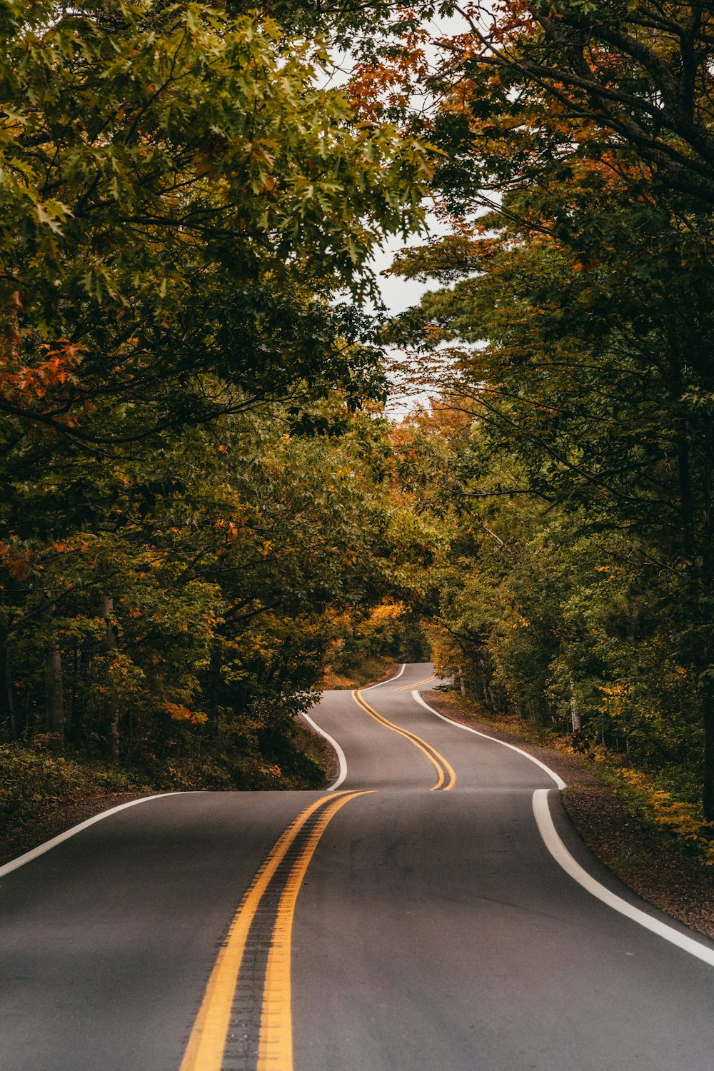 an empty road surrounded by trees in the fall