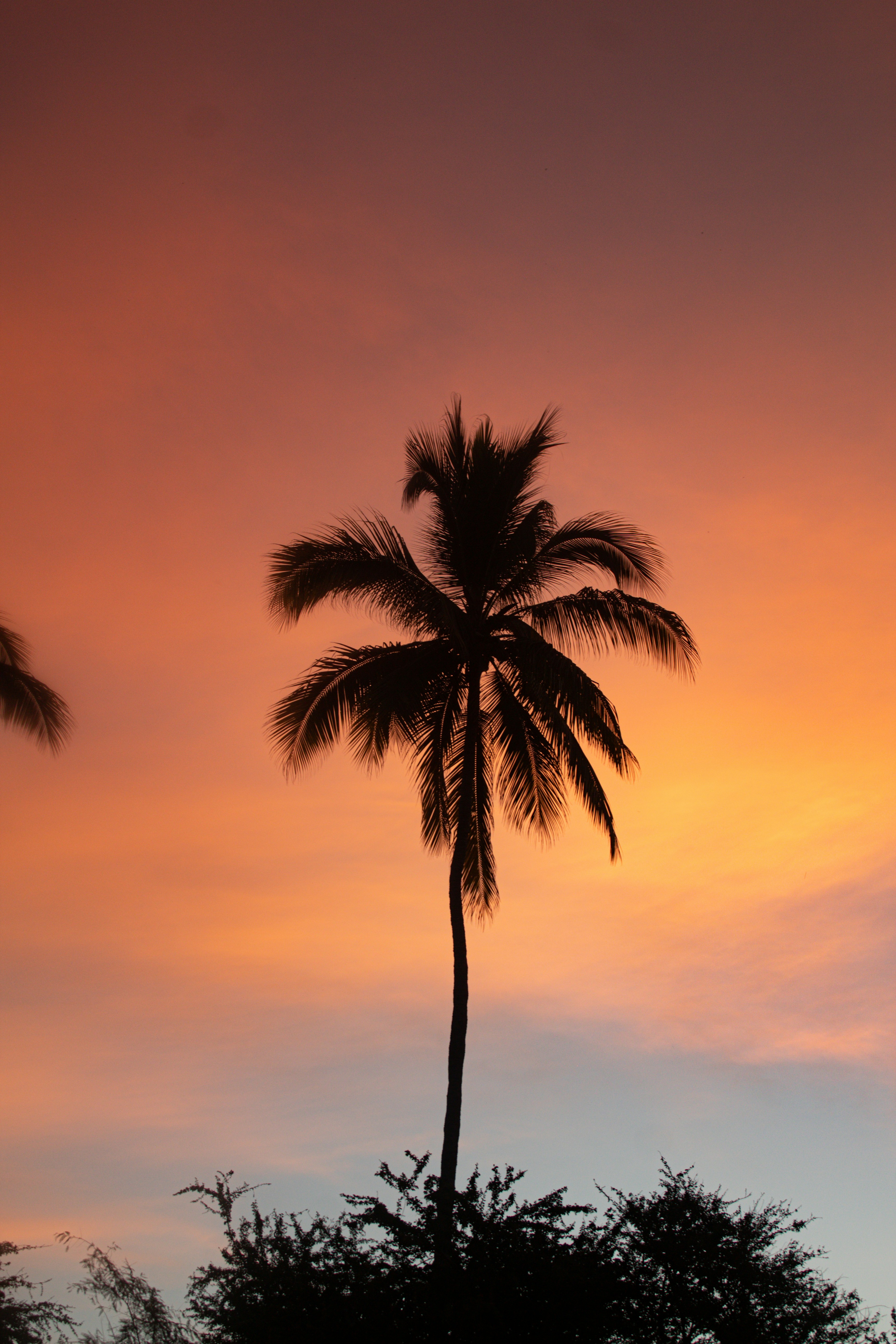 Image of Palm tree silhouetted against sunset sky