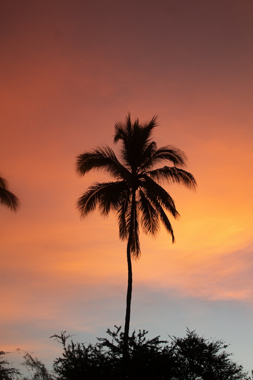a palm tree silhouetted against a sunset sky