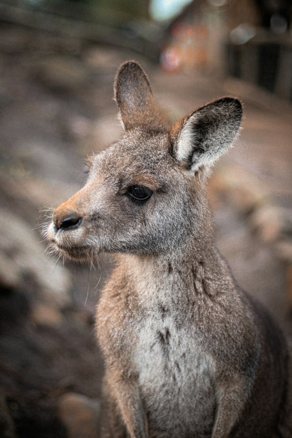 a close up of a kangaroo with a blurry background