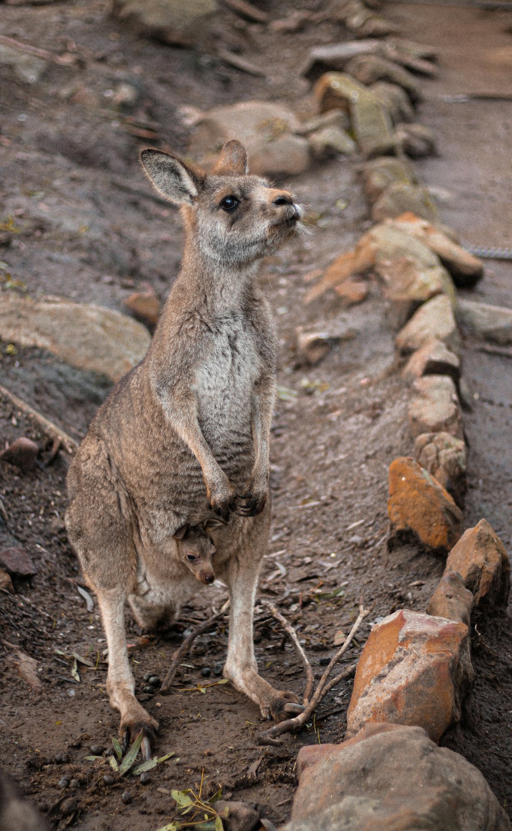 a kangaroo standing on its hind legs in the dirt
