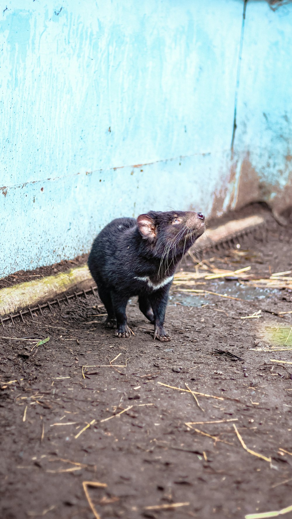 a black rat standing in front of a blue wall