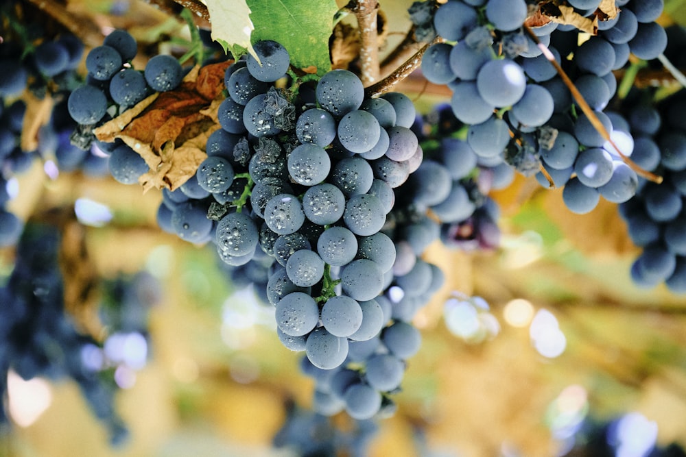 a bunch of grapes hanging from a vine