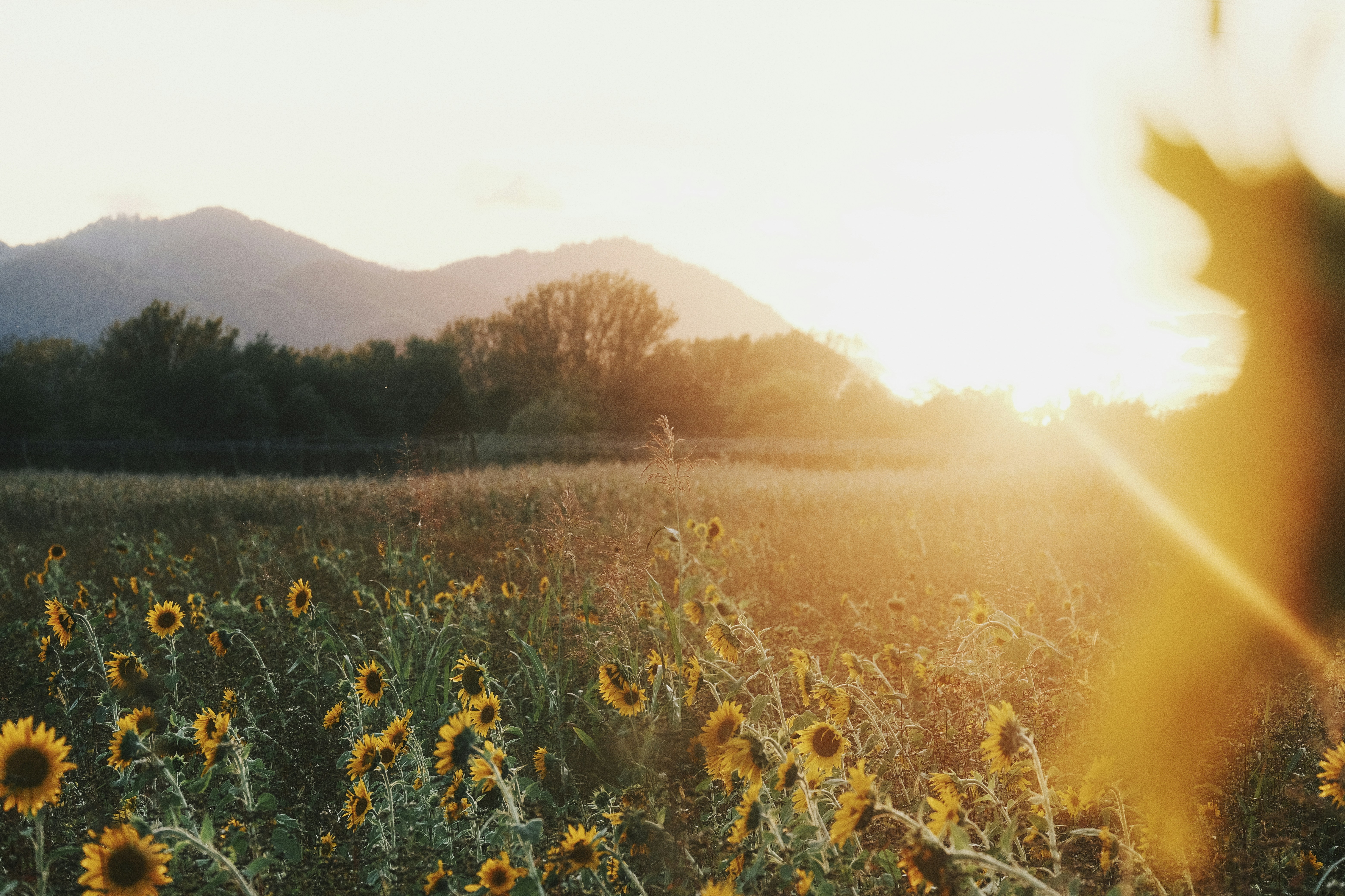 Un campo de girasoles con montañas al fondo