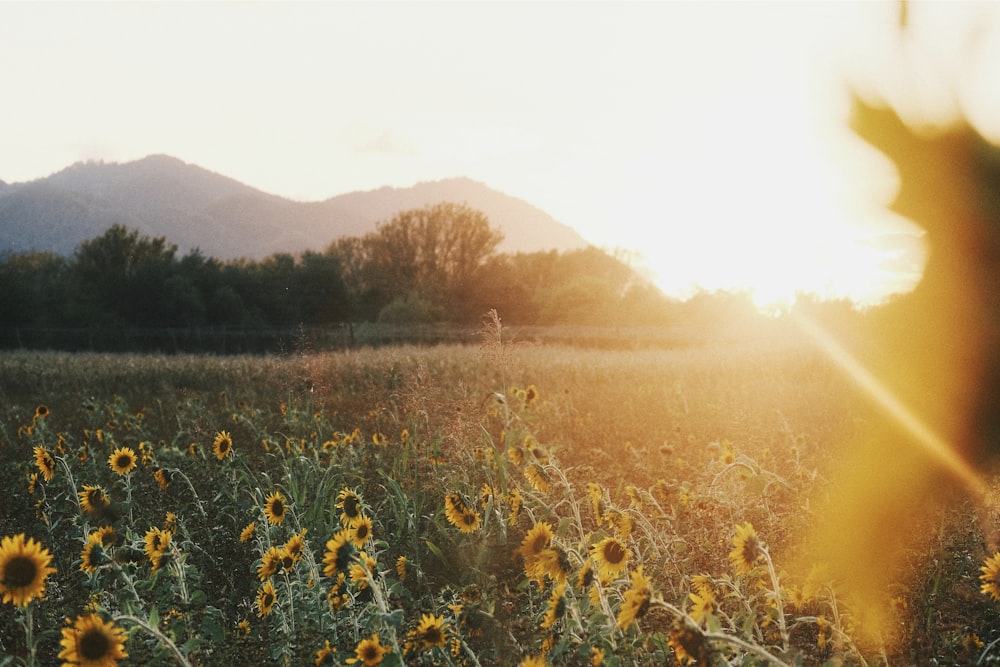 a sunflower field with mountains in the background