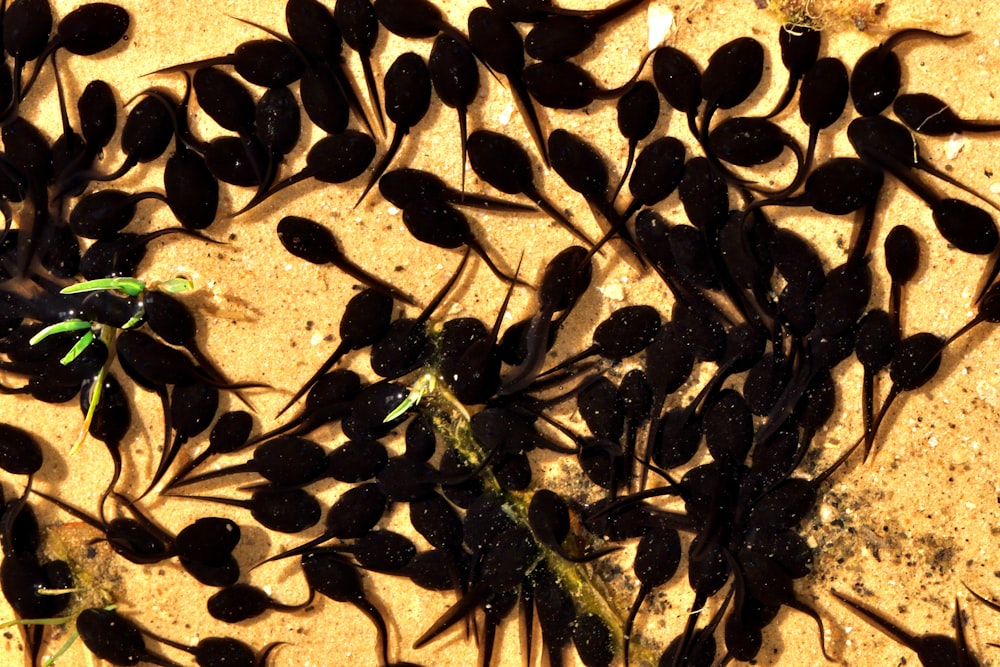 a group of seaweed on a sandy beach