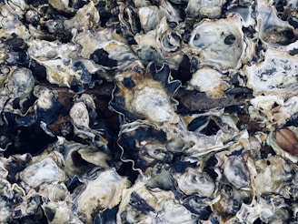 A close-up of a cluster of weathered, partially open oyster shells with rough textures and varied colors, lying in uneven layers.