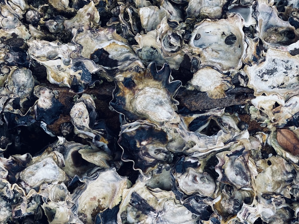 Un primer plano de un montón de ostras