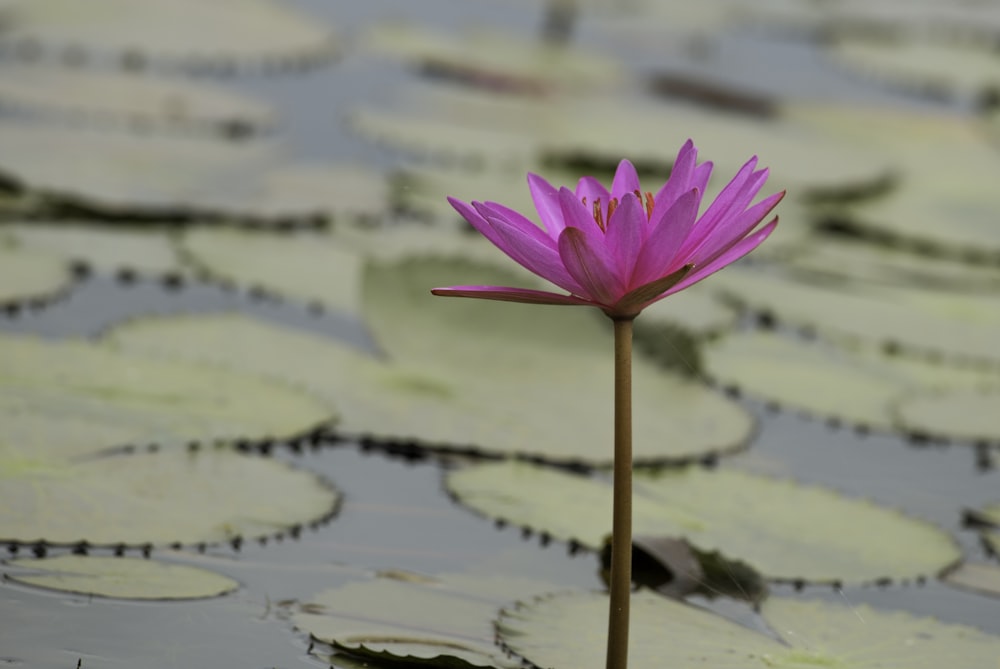 a single pink flower sitting on top of a lily pad