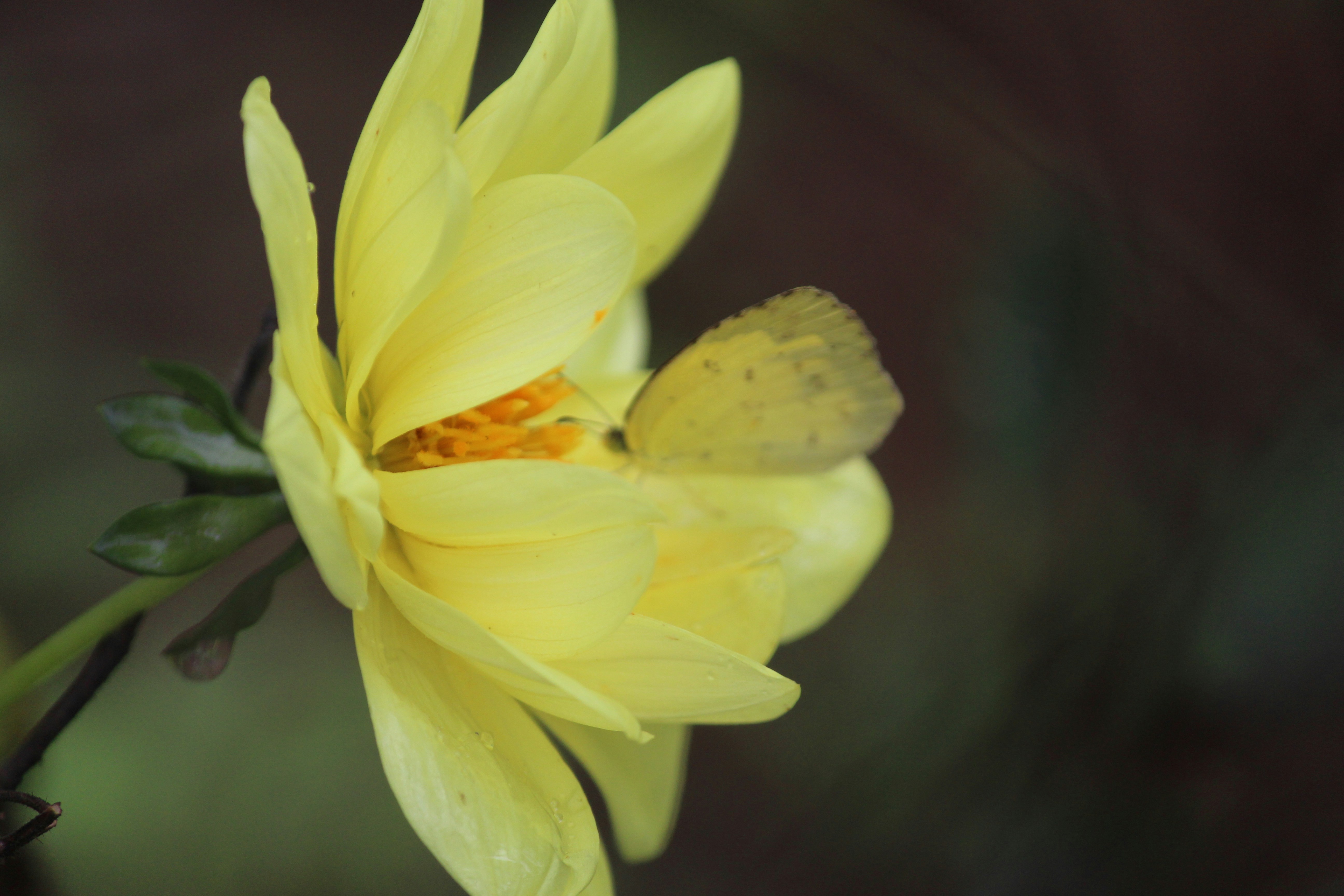 Photo by shridhardixit