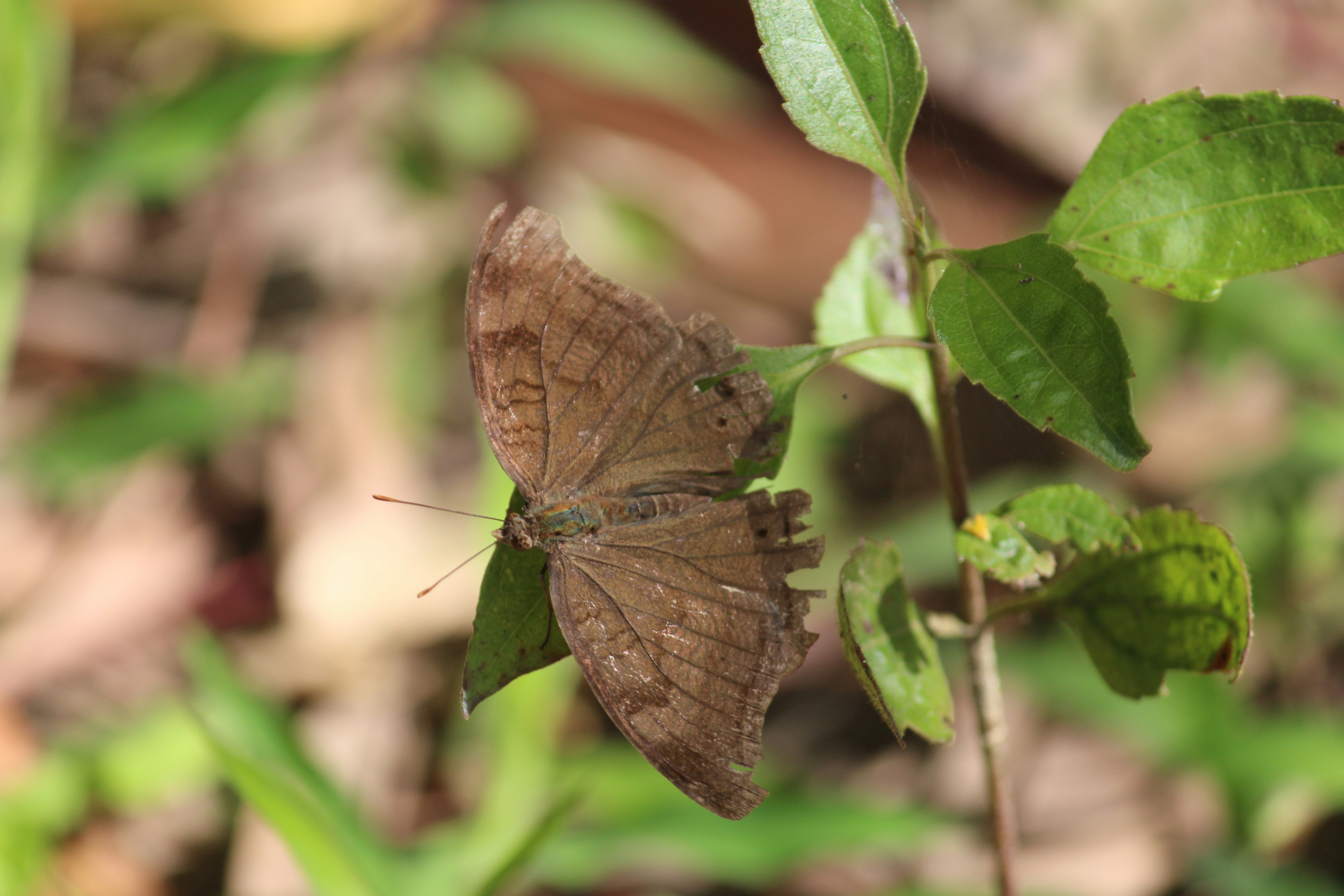 Photo by shridhardixit