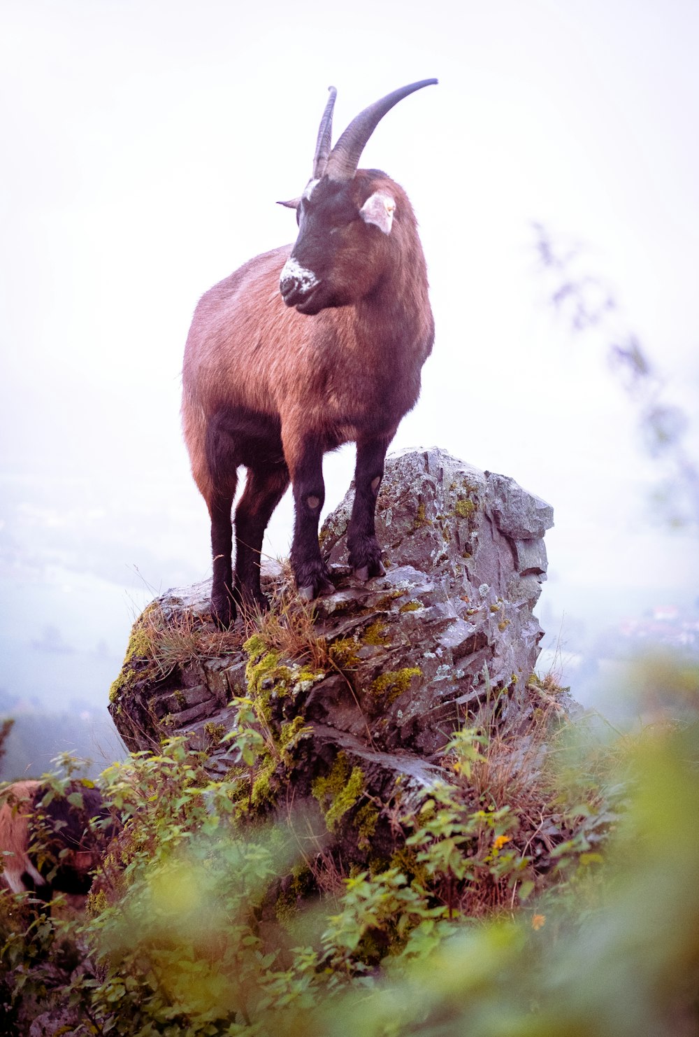 uma cabra em pé no topo de uma colina rochosa