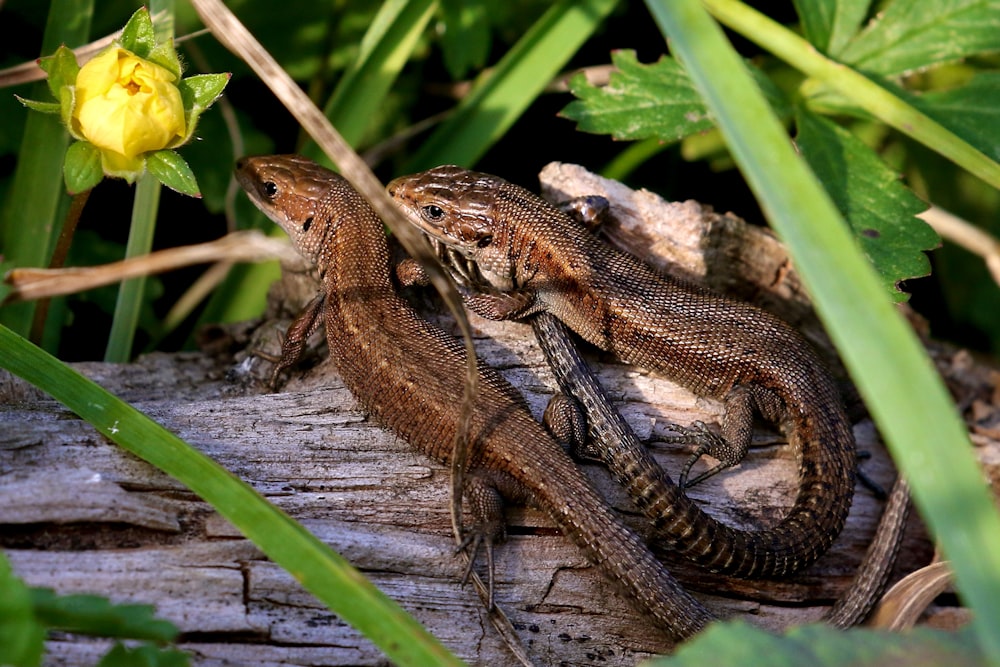 two lizards sitting on a log in the grass