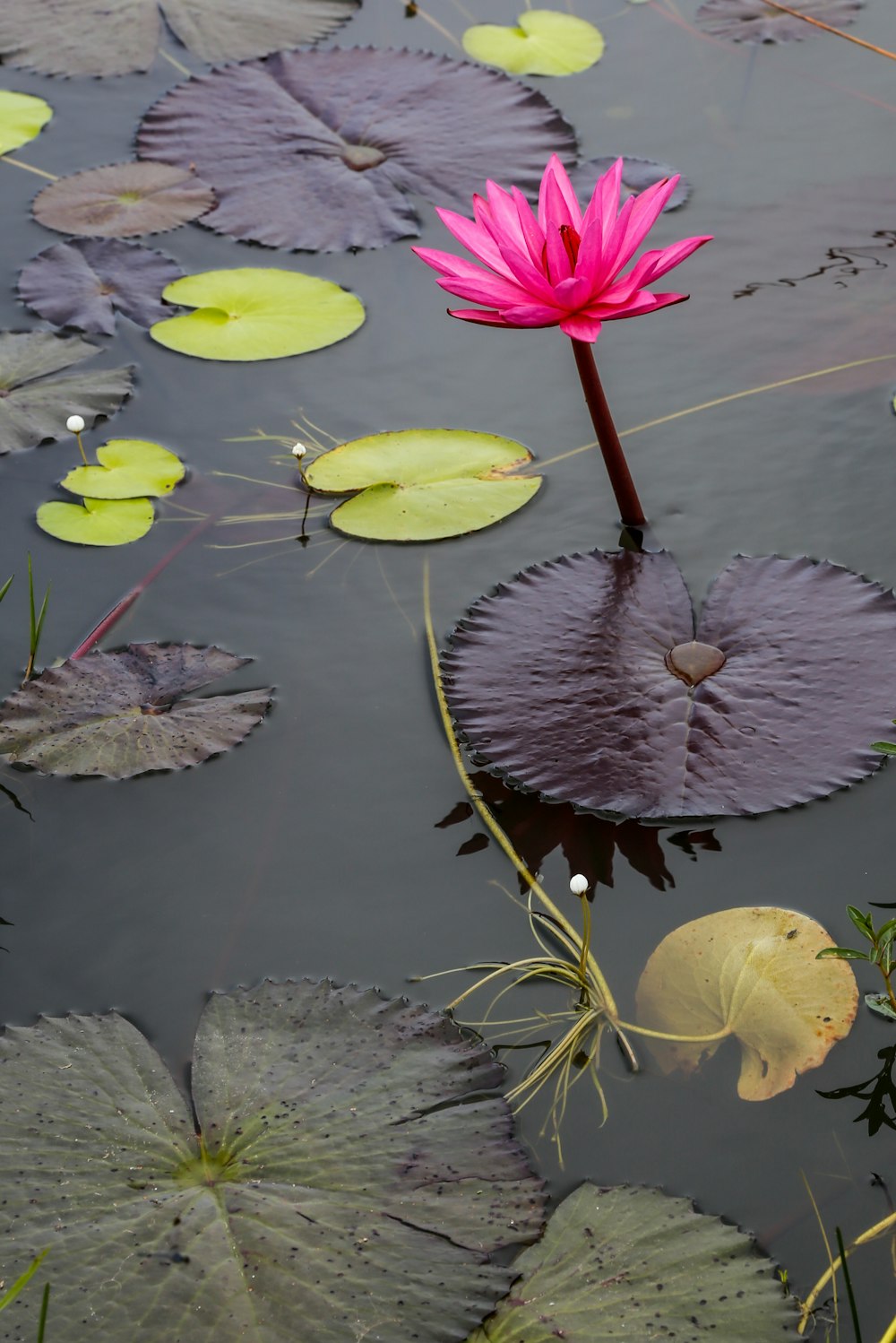 ユリパッドのある池のピンクの睡蓮