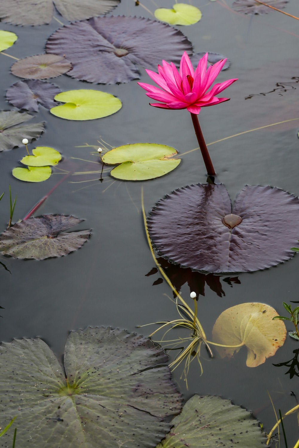 a pink water lily in a pond with lily pads