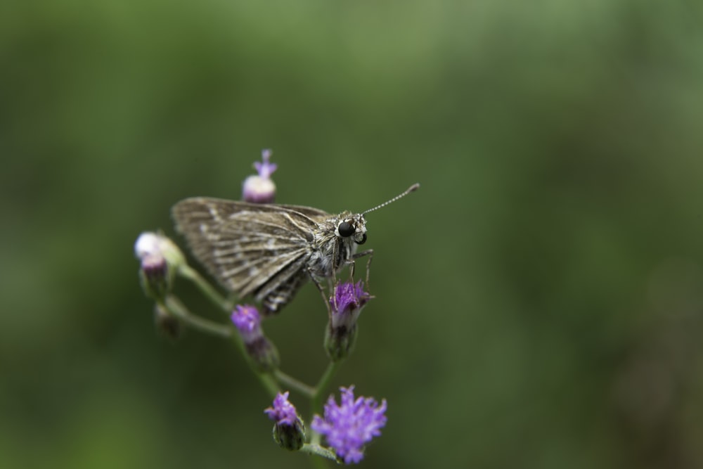 a small gray butterfly sitting on a purple flower