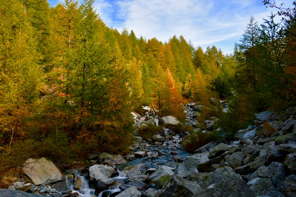 Un arroyo que atraviesa un bosque lleno de muchos árboles