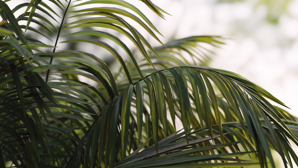 a close up of a palm tree with a blurry background