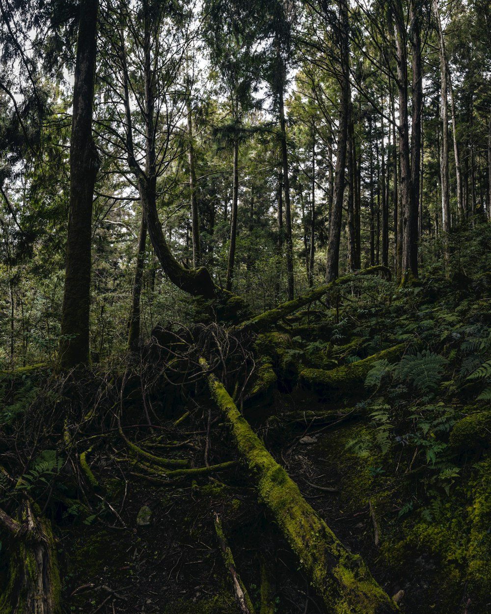 uma floresta com muitas árvores e musgo crescendo no chão