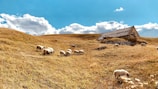 A young farmer gently feeding a group of curious sheep in a sunlit pasture.
