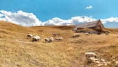 A farmer gently inspecting a group of sheep in a sunny field.