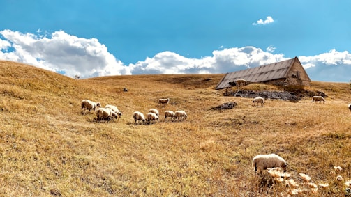 A young farmer gently feeding a group of curious sheep in a sunlit pasture.