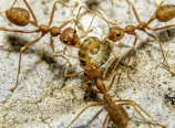 Close-up of a worker treating an ant infestation near a kitchen corner