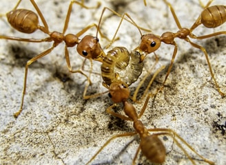 A close-up view of several red or orange ants working together around a small, pale larva on a textured gray surface. The ants are positioned in a circular formation, exhibiting teamwork in a natural setting.