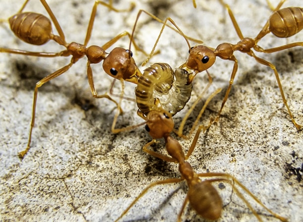 A close-up view of several red or orange ants working together around a small, pale larva on a textured gray surface. The ants are positioned in a circular formation, exhibiting teamwork in a natural setting.