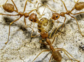 Close-up of a worker treating an ant infestation near a kitchen corner