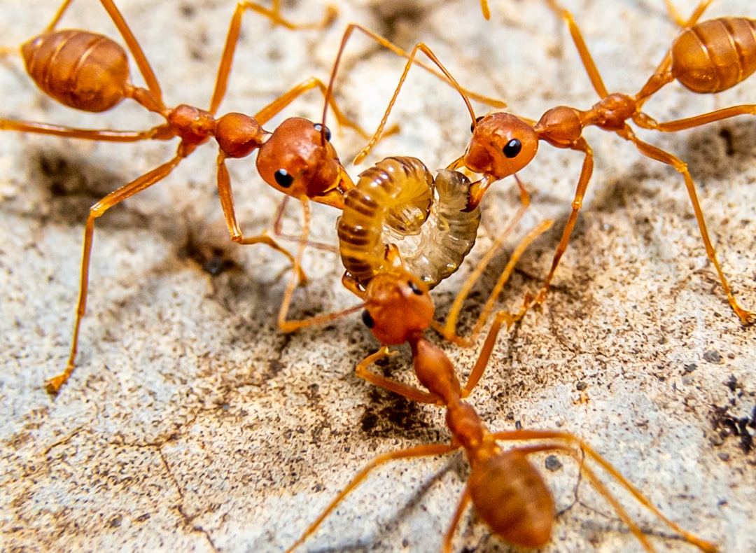 a group of brown ants standing on top of a rock, each holding part of the one worm