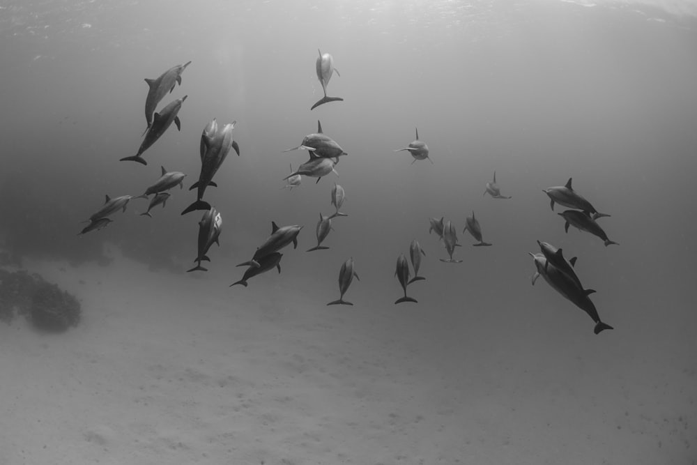 a large group of fish swimming in the ocean