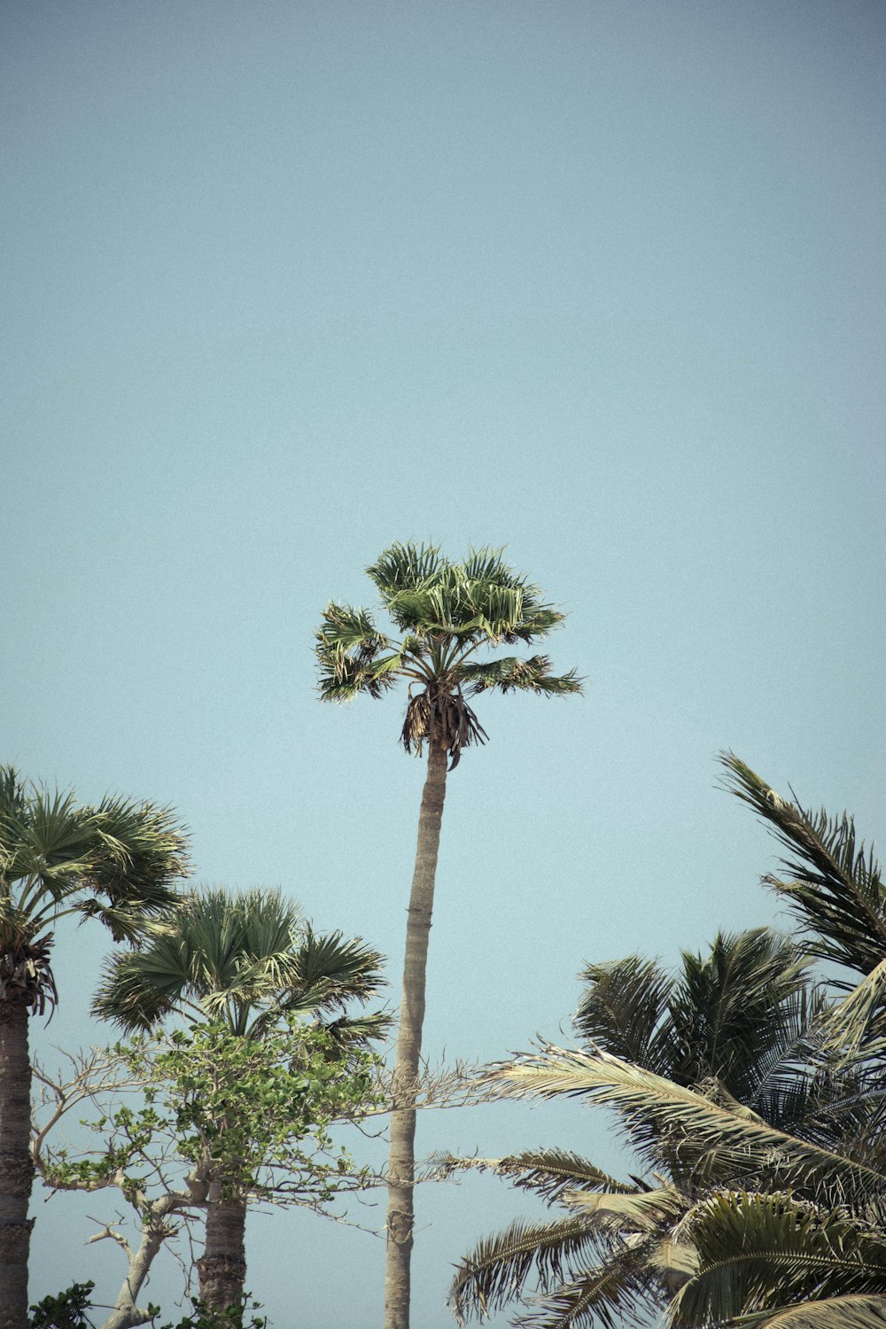 a group of palm trees with a blue sky in the background